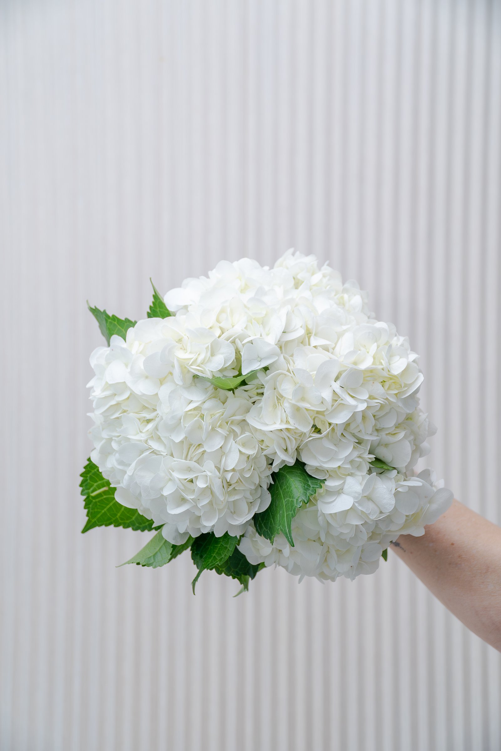 Sector Floral